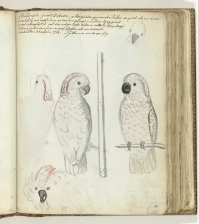 Cockatoo from Ambon
