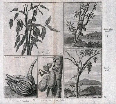Cocoa tree (Theobroma cacao), Chinese citron or natsumikan (Citrus natsudaidai), jak fruit (Artocarpus heterophyllus), muhimbi tree (Cynometra cauliflora) and bilimbi tree (Averrhoa bilimbi), in separate plates