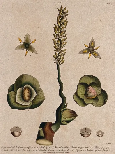 Coconut palm (Cocos nucifera): flowering stem and floral segments
