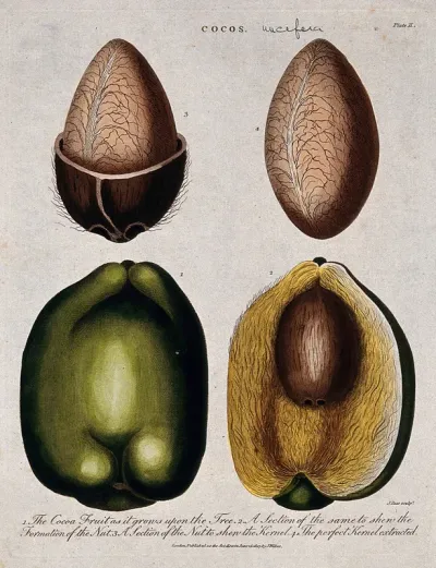 Coconut palm (Cocos nucifera): four sections of the fruit and nut