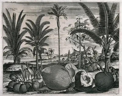 Coconuts and trees (Cocos nucifera), a cinnamon tree (Cinnamomum verum) and pinang tree (Areca catechu), in a tropical landscape