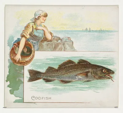 Codfish, from Fish from American Waters series (N39) for Allen & Ginter Cigarettes