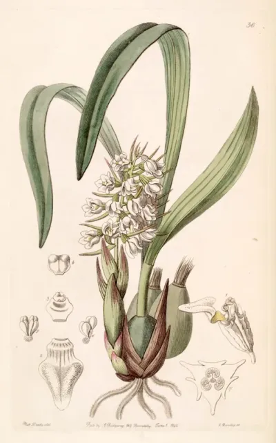 Coelia triptera