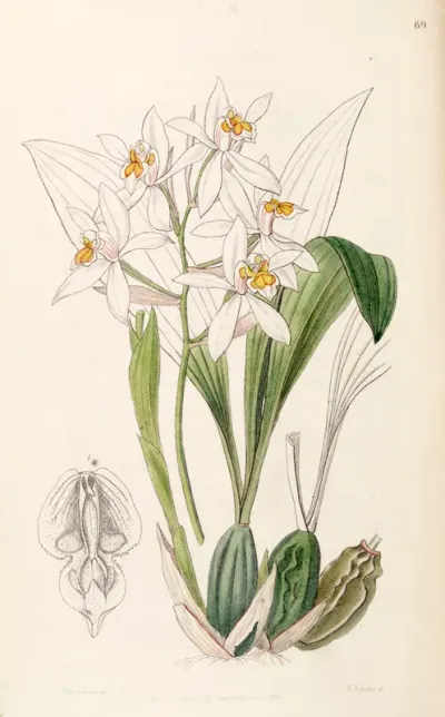 Coelogyne nitida (as syn. Coelogyne ochracea)