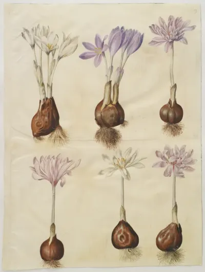 Colchicum autumnale (høst-tidløs)