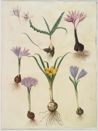 Colchicum variegatum (plettet tidløs); Bulbocodium vernum (vår-lysblomst); Sternbergia lutea (almindelig sternbergia)