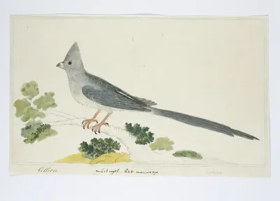 Colius colius ? (White-backed mousebird)