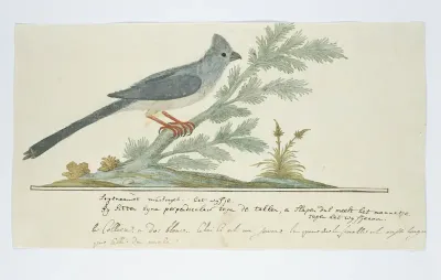 Colius striatus ? (Bruine muisvogel)