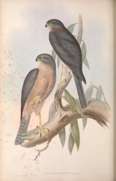 Collared Sparrow Hawk
