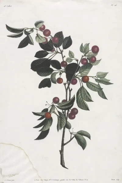 Collection des fleurs et des fruits:  Branches de Cérises précoce