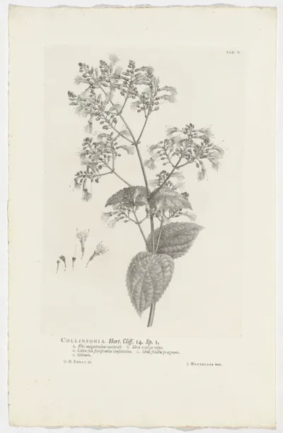 Collinsonia canadensis