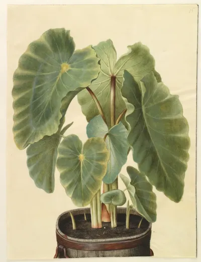 Colocasia esculenta (taro)