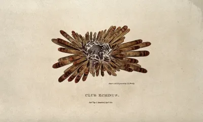 Coloured Club Echinus