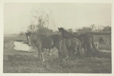 Colts on a Norfolk Marsh