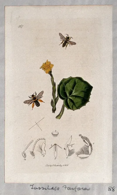 Coltsfoot flower and leaf (Tussilago farfara) with an associated insect and its anatomical segments