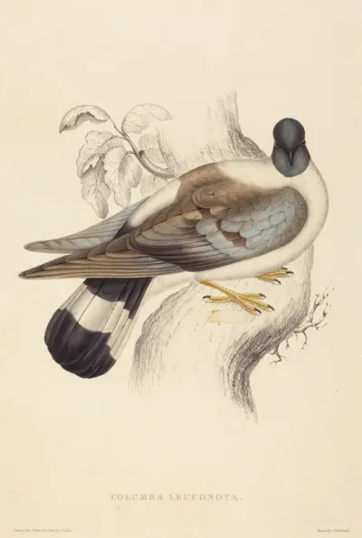 Columba Leuconota (Snow Pigeon)