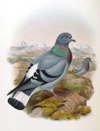 Columba rupestris