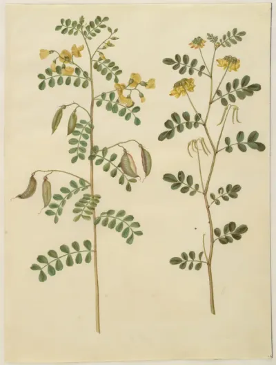 Colutea arborescens (almindelig blærebælg); Hippocrepis emerus (busk-hestesko)