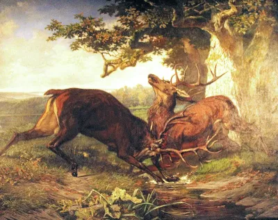 Combat de cerfs