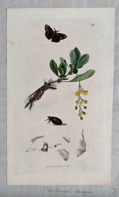 Common barberry (Berberis vulgaris) with an associated moth, its caterpillar, chrysalis and anatomical segments