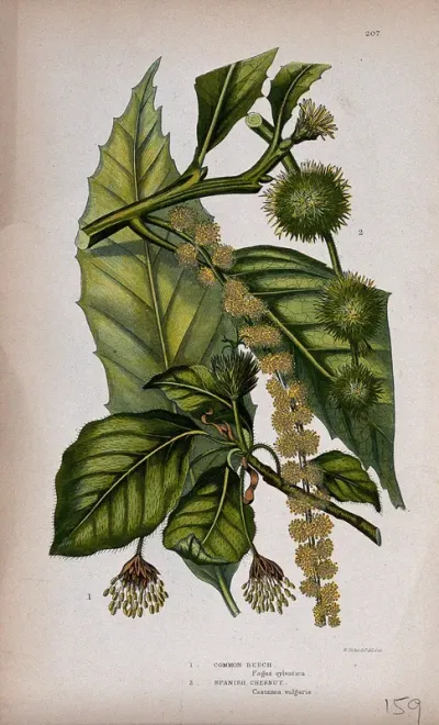 Common beech (Fagus sylvatica) and Spanish chestnut (Castanea sativa): leafy and flowering twigs