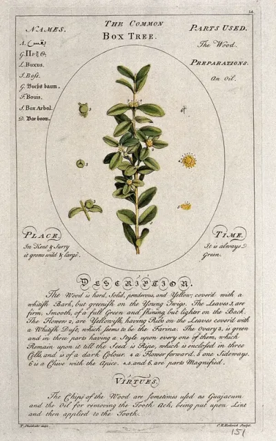 Common box tree (Buxus sempervirens L.): flowering stem with separate floral segments and a description of the plant and its uses