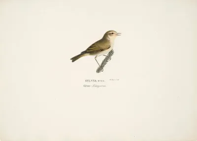 Common Chiffchaff