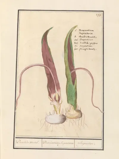 Common Dracunculus