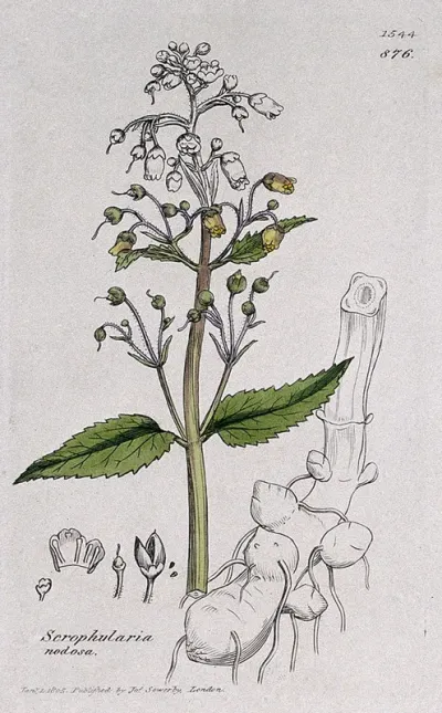 Common figwort (Scrophularia nodosa): flowering stem, root and floral segments