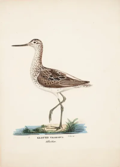 Common Greenshank