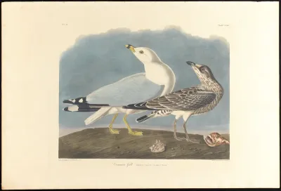 Common Gull