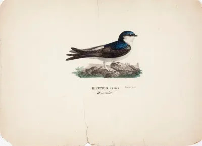 Common House Martin