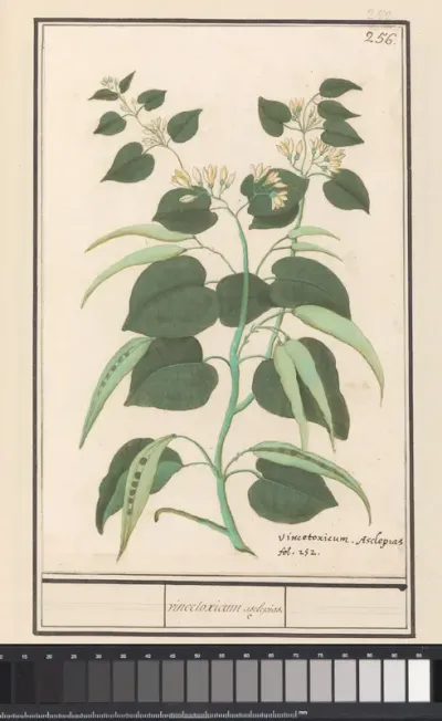 Common Milkweed