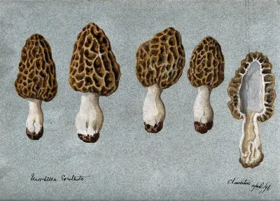 Common morel (Morchella esculenta): five fruiting bodies, one sectioned