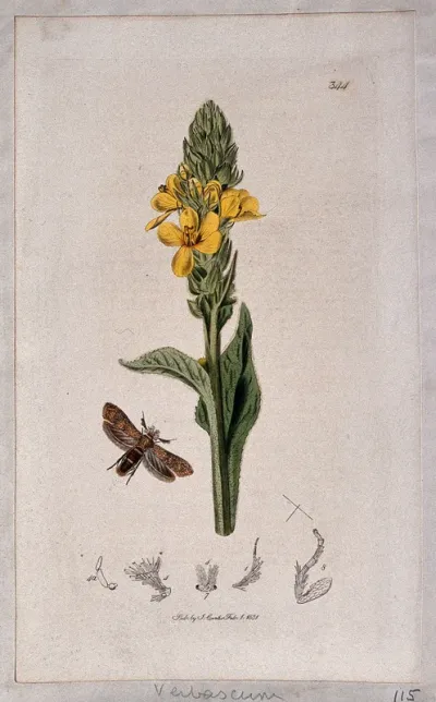 Common mullein (Verbascum thapsus) with an associated moth and its anatomical segments