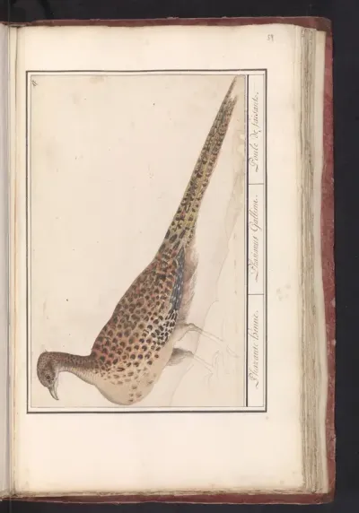 Common Pheasant (Phasianus colchicus)