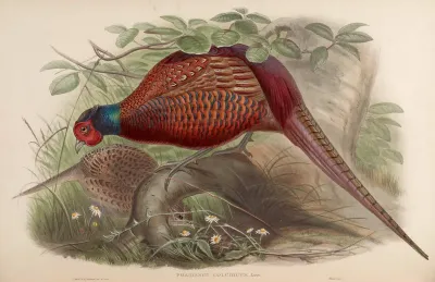 Common Pheasant