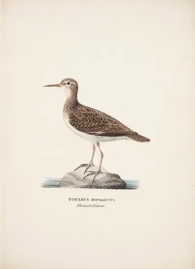 Common Sandpiper