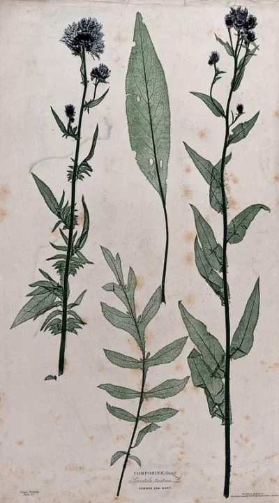 Common sawwort (Serratula tinctoria): two flowering stems and two separate leaves of different forms