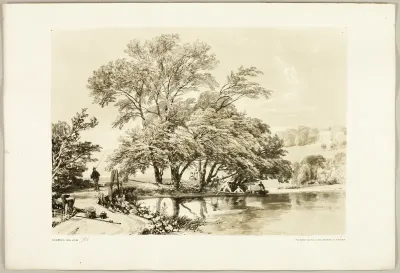Common Willow, from The Park and the Forest