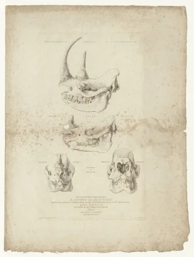 Comparison between the skull of an African and an Asian rhinoceros