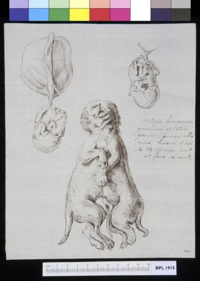Conjoined feline twins (cats)