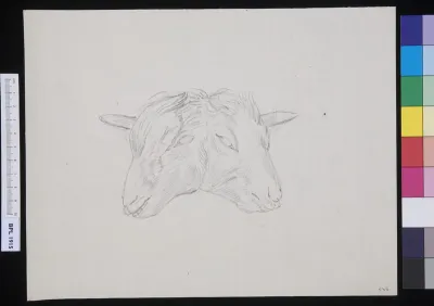 Conjoined heads of sheep