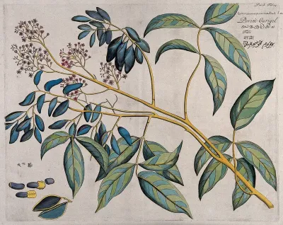 Connarus pinnatus Lam.: branch with flowers and fruit and separate sections of flowers, fruit and seeds