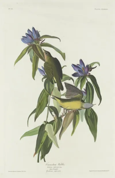 Connecticut Warbler