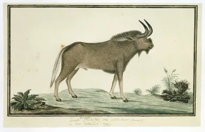 Connochaetes gnou (Black wildebeest)