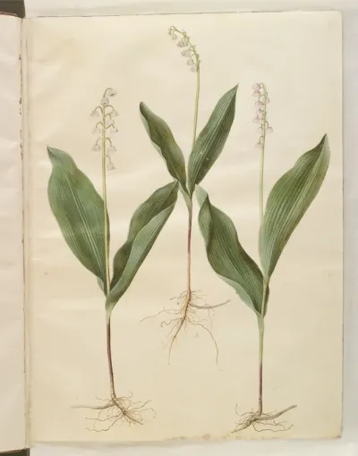 Convallaria majalis (liljekonval); Convallaria majalis (varietet af liljekonval)