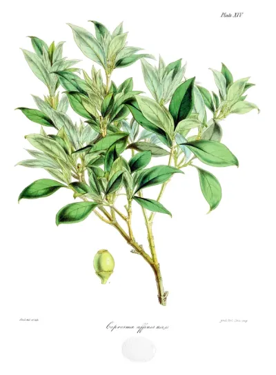Coprosma affinis