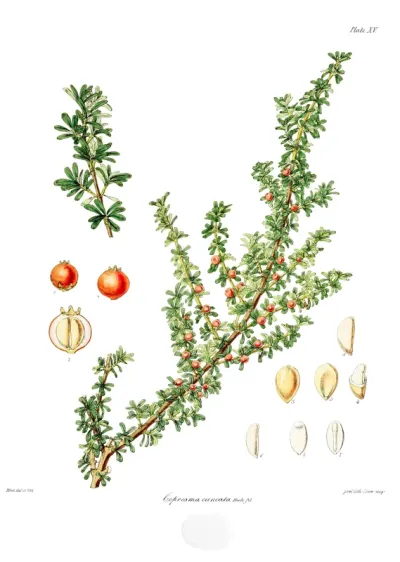 Coprosma cuneata