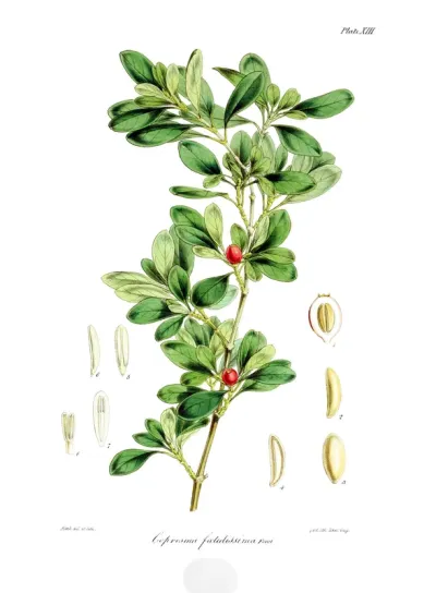 Coprosma fœtidissima